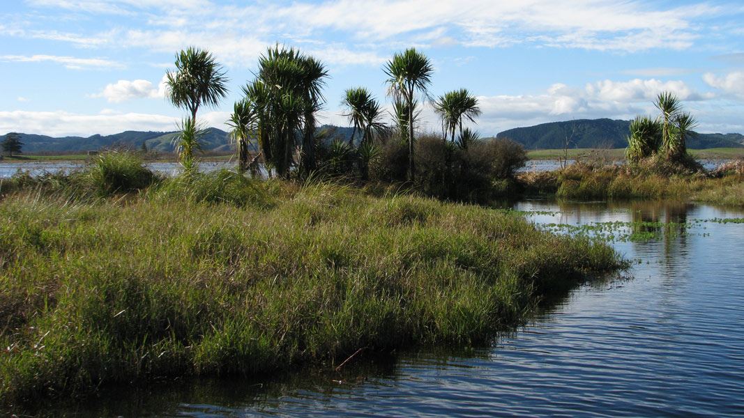 whangamarino-wetlands-hero